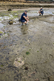 France, Vendée (85), Talmont-Saint-Hilaire, la Pointe du Payré, estran du site du Veillon à marée basse, Didier Neault à gauche et Jack Guichard à droite marquent à la craie les traces fossiles tridactyles de dinosaures bipèdes datées d'environ 200 millions d’années