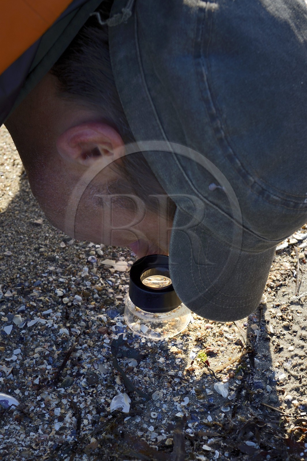 Suède, Västra Götaland, Iles Koster, plage de sable de Sydkoster, observation des débris de coquillages à la loupe