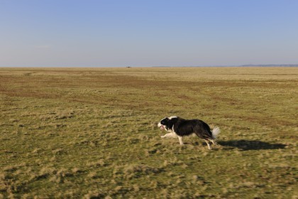 France, Ille-et-Vilaine (35), les herbus ou prés salés du Mont-Saint-Michel, chien de berger