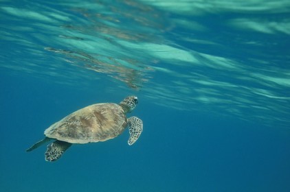 France, Mayotte island (French overseas department), Grande-Terre, Kani-Keli, N’Gouja beach, green sea turtle (Chelonia mydas)