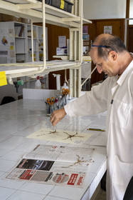 France, Alpes-Maritimes, Antibes, The Botanical Garden of Villa Thuret (attached to INRAE), labeled Jardin Remarquable (Outstanding Garden) and Remarkable Tree, one of the research laboratories in the villa, Bernard Elsair works on the Thuret herbarium