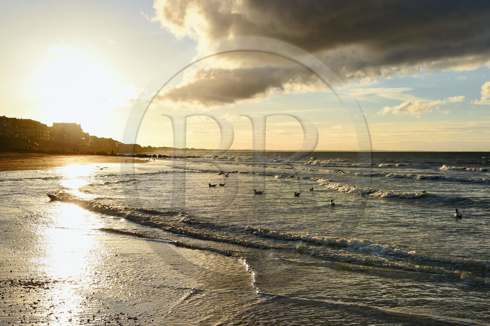 France, Calvados (14), Pays d'Auge, la côte Fleurie, Cabourg, goélands sur la plage de la station balnéaire au coucher de soleil France, Calvados (14), Pays d'Auge, la côte Fleurie, Cabourg, goélands sur la plage de la station balnéaire au coucher de soleil