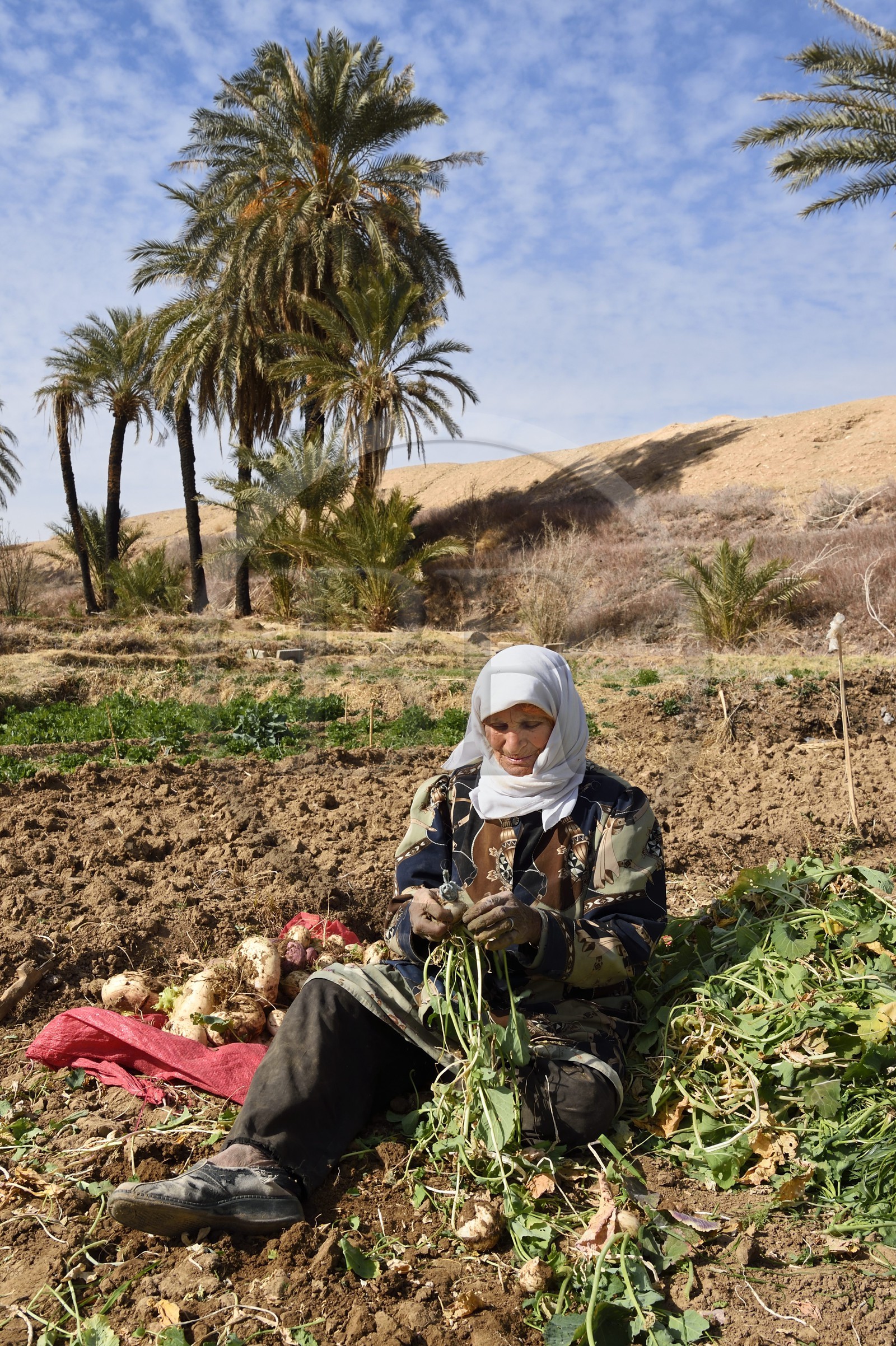 Iran, Province d'Ispahan, désert du Dasht-e Kavir, l'oasis d'Arousan dans la région de Khur et Biabanak, femme récoltant les navets dans son champ Iran, Province d'Ispahan, désert du Dasht-e Kavir, l'oasis d'Arousan dans la région de Khur et Biabanak, femme récoltant les navets dans son champ