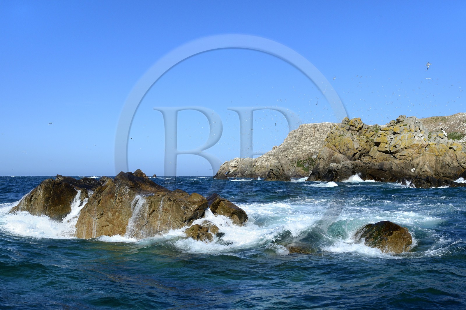 France, Côtes-d'Armor (22), Perros-Guirec, archipel et réserve ornithologique de Sept-Iles, Ile Rouzic, colonie de fous de Bassan (Morus bassanus)