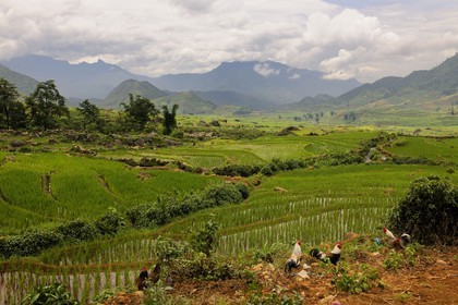 Vietnam, province de Lao Cai, région Nord-Ouest de Sapa, village de Mong Xoa de la minorité Hmong Bleu
