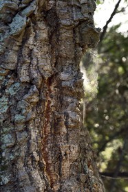 France, Var (83), Massif des Maures, Collobrières, écorce de chêne liège (Quercus suber)