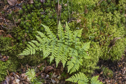 France, Bas-Rhin, Parc regional des Vosges du nord (Northern Vosges Regional Natural Park), La Petite Pierre, fern in the forest
