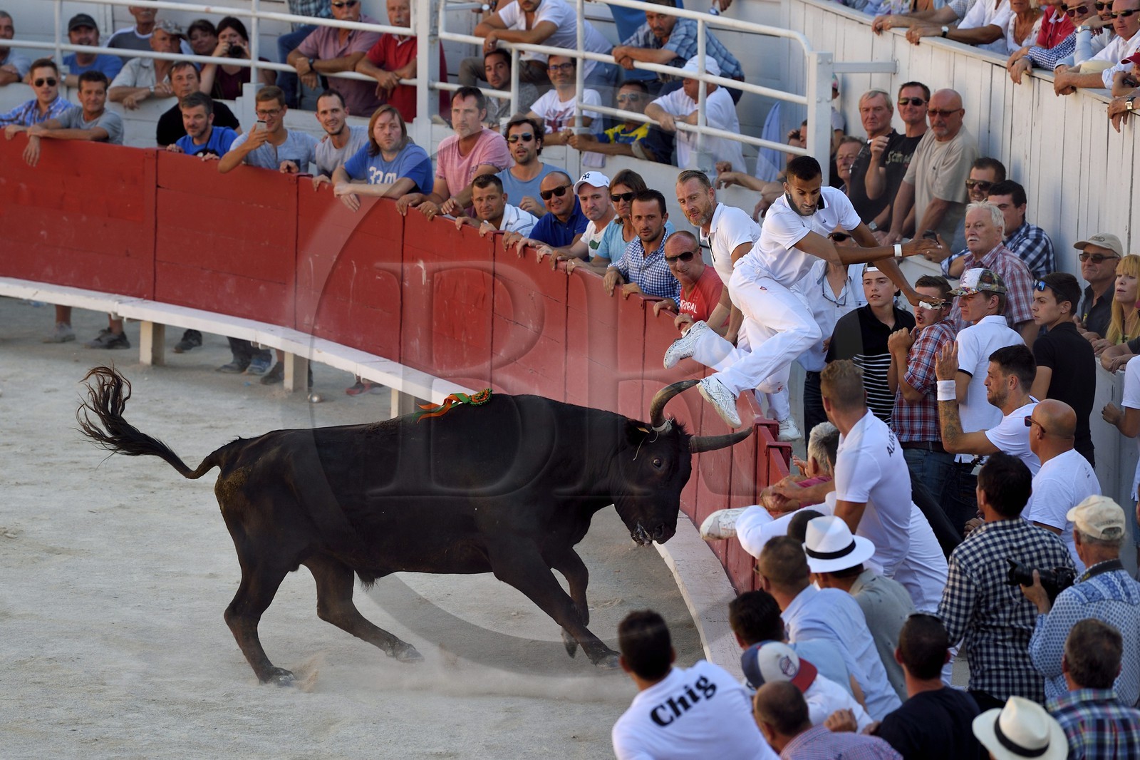 France, Bouches-du-Rhône (13), Arles, la course camarguaise  de la Cocarde d'Or aux Arènes France, Bouches-du-Rhône (13), Arles, la course camarguaise  de la Cocarde d'Or aux Arènes