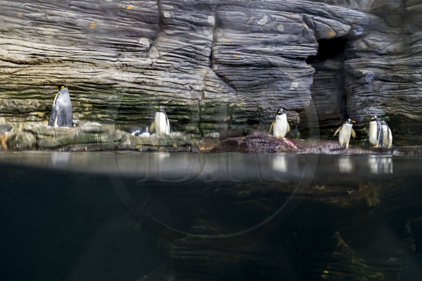 France, Finistère (29), Brest, Océanopolis, musée de la mer, manchot royal (Aptenodytes patagonicus) et Manchot papou (Pygoscelis papua) dans le  pavillon polaire