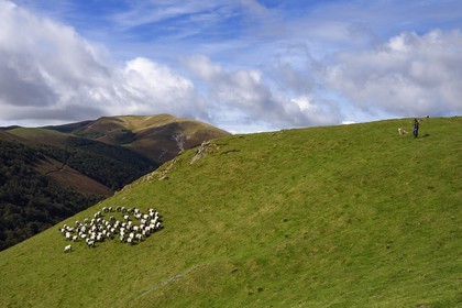 France, Pyrénées-Atlantiques (64), Pays-Basque, chemin de Saint-Jacques de Compostelle sur le GR 65 entre Saint-Jean-Pied-de-Port et Roncevaux vers le col de Bentarte, berger et son troupeau de brebis manech tête noire sur les pentes du Leizar Atheka