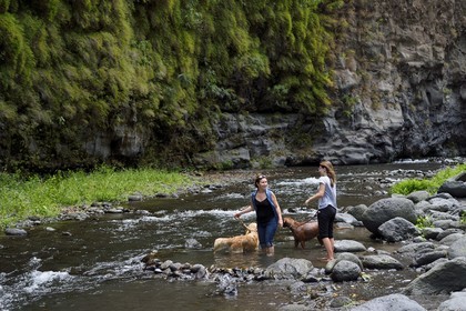 France, Ile de la Reunion, Parc National de la Réunion classé Patrimoine Mondial de l'UNESCO, Entre-Deux, sentier de randonnée vers la rivière Bras de la Plaine