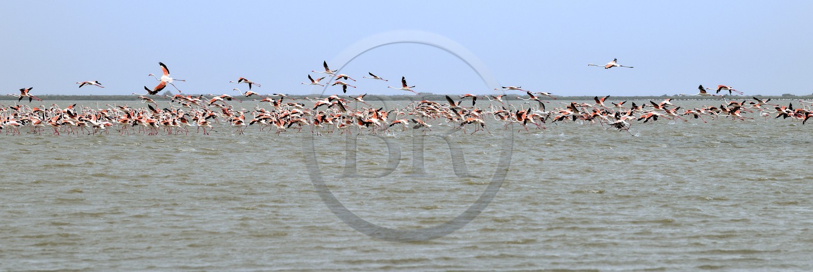 France, Bouches-du-Rhône (13), Parc naturel régional de Camargue, l’étang du Vaisseau, flamants roses (Phoenicopterus roseus) France, Bouches-du-Rhône (13), Parc naturel régional de Camargue, l’étang du Vaisseau, flamants roses (Phoenicopterus roseus)