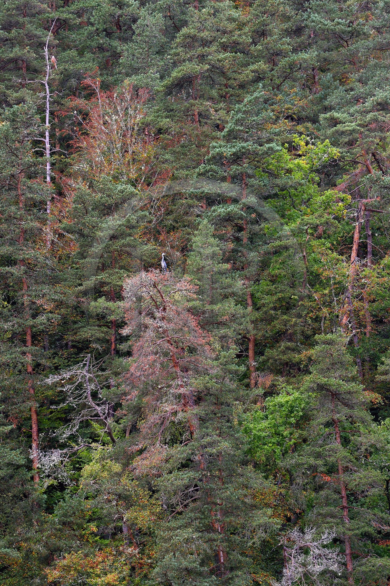 France, Cantal, Gorges de la Truyere (Truyere river canyon), Chaliers, the Truyere river upstream of the Garabit viaduct, gray heron (Ardea cinerea) perched on top of a tree