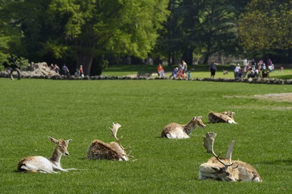France, Rhône (69), Lyon,  le parc de la Tête d' Or, le parc aux daims