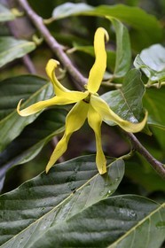 France, Mayotte island (French overseas department), Grande-Terre, Ouangani, ylang-ylang (Cananga odorata) flower and their foliage