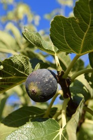 France, Var (83), Draguignan, figue de Solliès sur branche