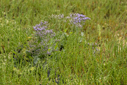 France, Côtes d'Armor (22), Grand Site de France Cap d'Erquy – Cap Fréhel, Erquy, salicorne (Salicornia europaea) et lavande de mer (Limonium vulgare)