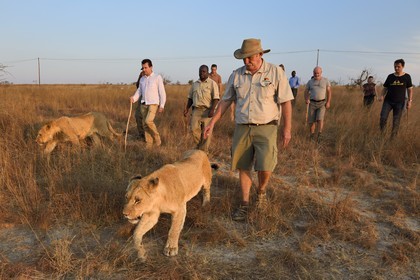 Zimbabwe, Midlands Province, Gweru, Antelope Park home to ALERT (African Lion and Environmental Research Trust)