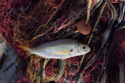 France, Var, Iles d'Hyeres, Parc National de Port Cros (National park of Port Cros), Porquerolles island, Fisherman's Wharf on the village port, besugue