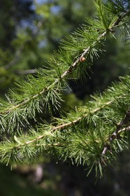 France, Alpes-Maritimes, parc national du Mercantour (Mercantour National Park), Valmasque valley, larch (Larix decidua) branch