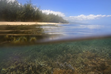 France, île de la Réunion, le récif corallien du lagon de la plage de Saint-Gilles et de l'Ermitage (vue sous-marine)