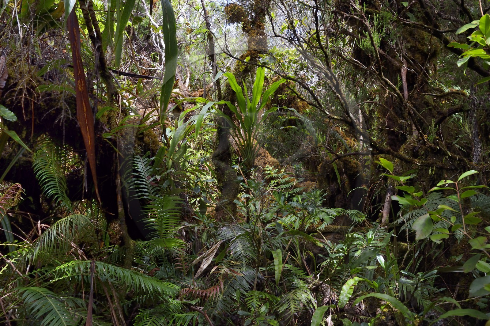 France, Ile de la Reunion, Saint Benoit, Parc national de La Reunion, classé Patrimoine Mondial de l'UNESCO, foret de Bébour, sentier de Bras Cabot