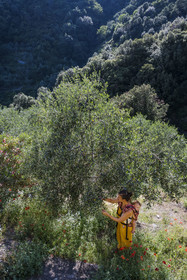 Italie, Ligurie, Cinque Terre, parc national des Cinque Terre classé Patrimoine Mondial de l'UNESCO, village de Monterosso al Mare, Ferme la Brucaolivo, Costanza Lari entretien ses oliviers avec son bébé dans le dos