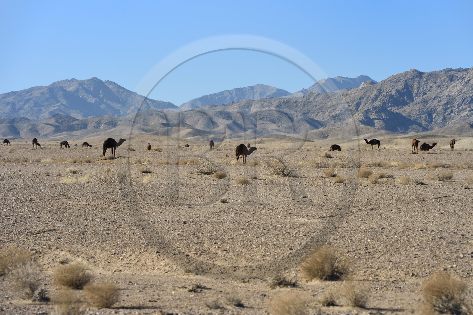 Iran, Province de Yazd, désert du Dasht-e Kavir, Moghestan, dromadaires