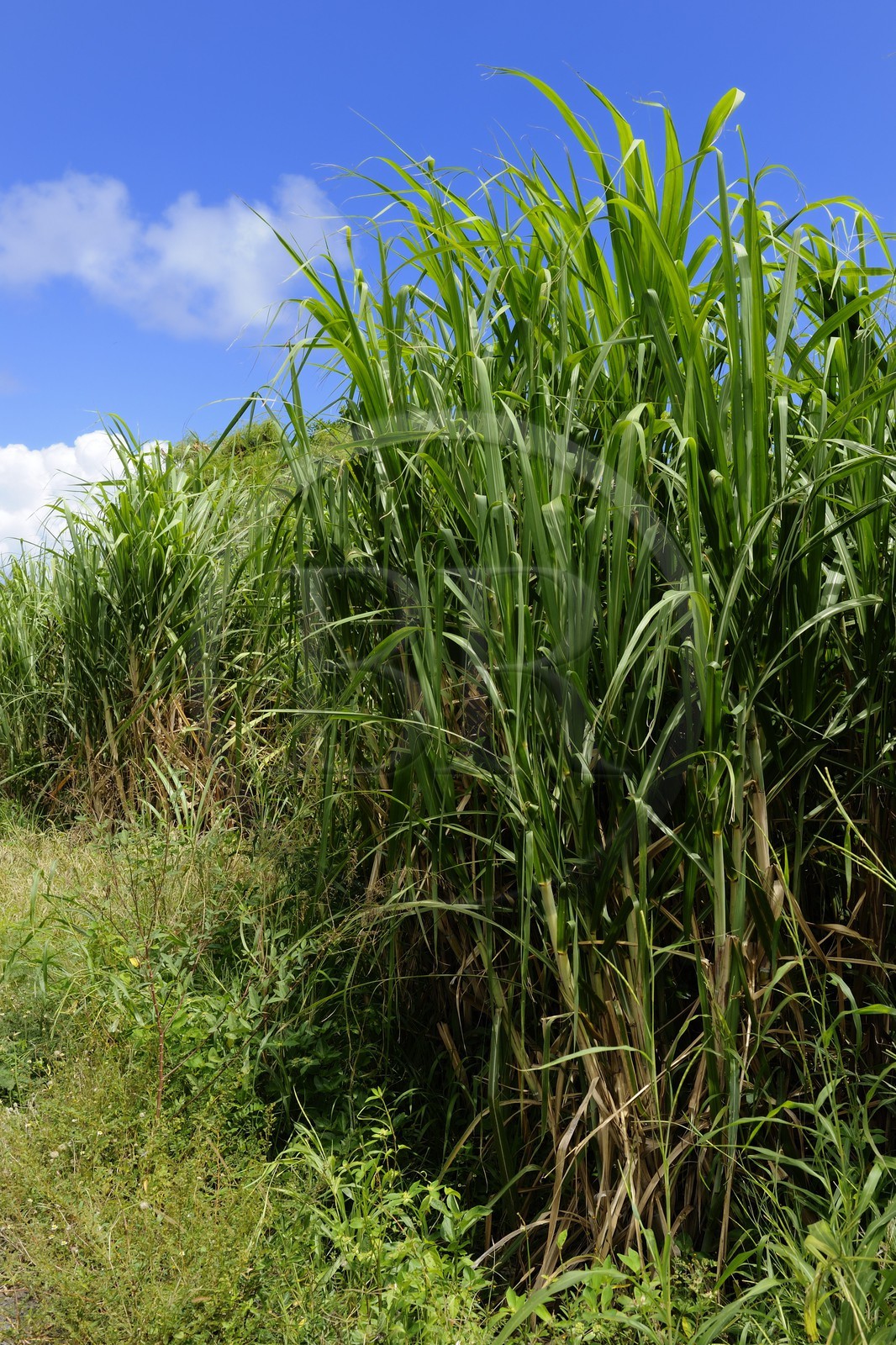 France, Reunion island (French overseas department), South coast, Saint Philippe, sugar cane fields