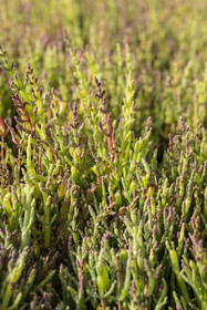 France, Charente Maritime, Port des Barques, Ile Madame, the Ile Madame Aquaculture Farm, European salicornia (Salicornia europaea) organic, it is sown and harvested 4 times a year