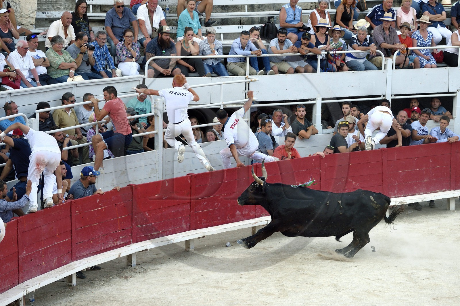 France, Bouches-du-Rhône (13), Arles, la course camarguaise  de la Cocarde d'Or aux Arènes France, Bouches-du-Rhône (13), Arles, la course camarguaise  de la Cocarde d'Or aux Arènes