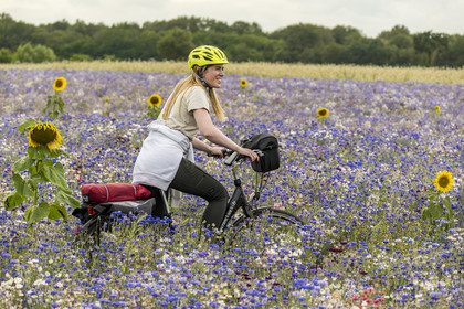 France, Maine-et-Loire, Loire valley listed as World Heritage by UNESCO, Saumur towards Saint-Hilaire, bicycle journey, cyclist in a field of cornflowers (Cyanus segetum) and sunflower