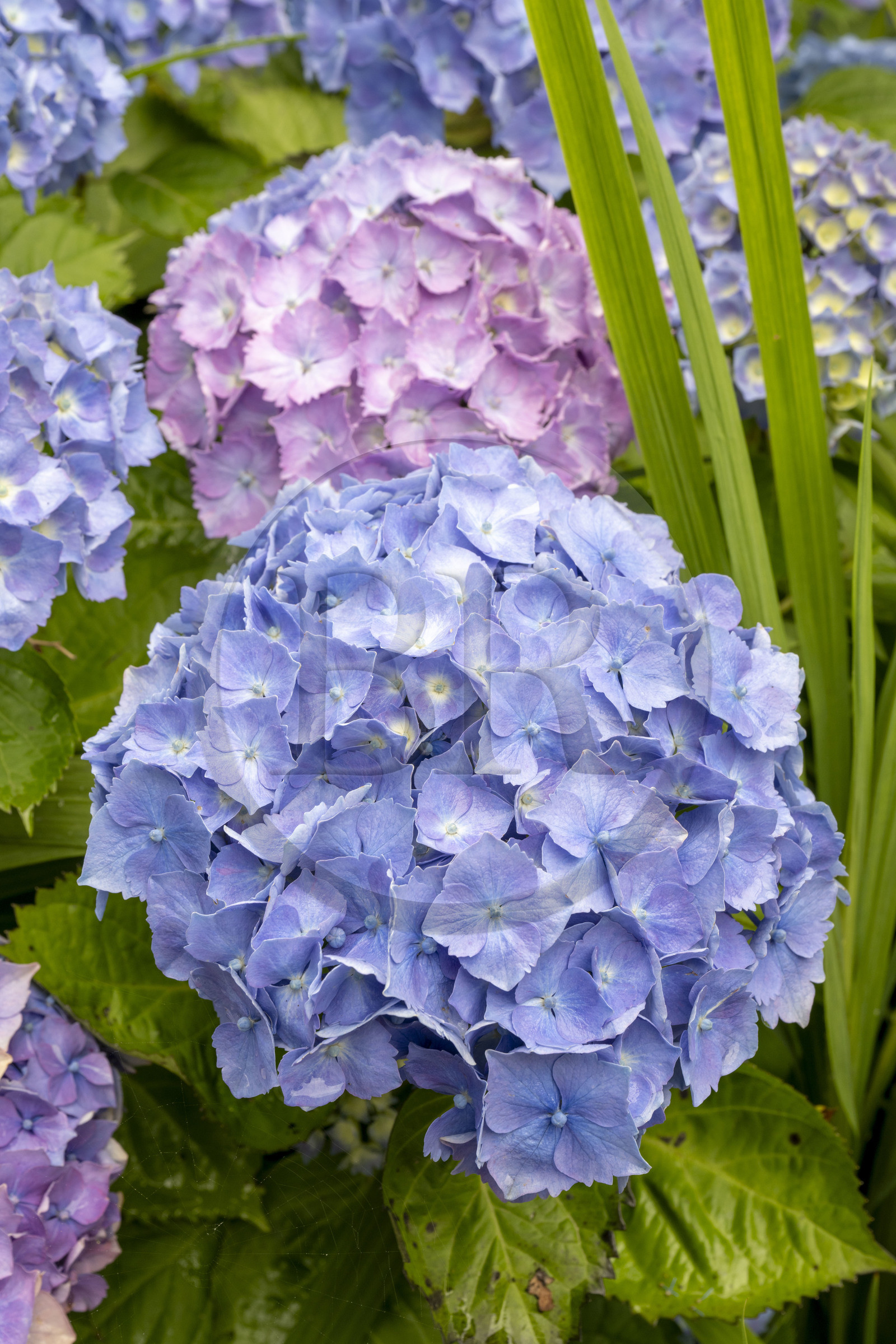 France, Côtes d'Armor (22), Ploezal, chateau de la Roche-Jagu, hortensia dans le jardin
