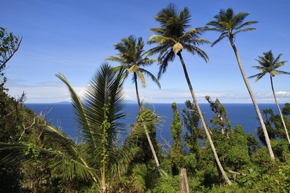 Caraïbes, Ile de la Dominique, paysage sur le segment 13 du Waitukubuli National Trail dans le nord de l'île entre Pennville et Capuchin, les Saintes en Guadeloupe en arrière plan