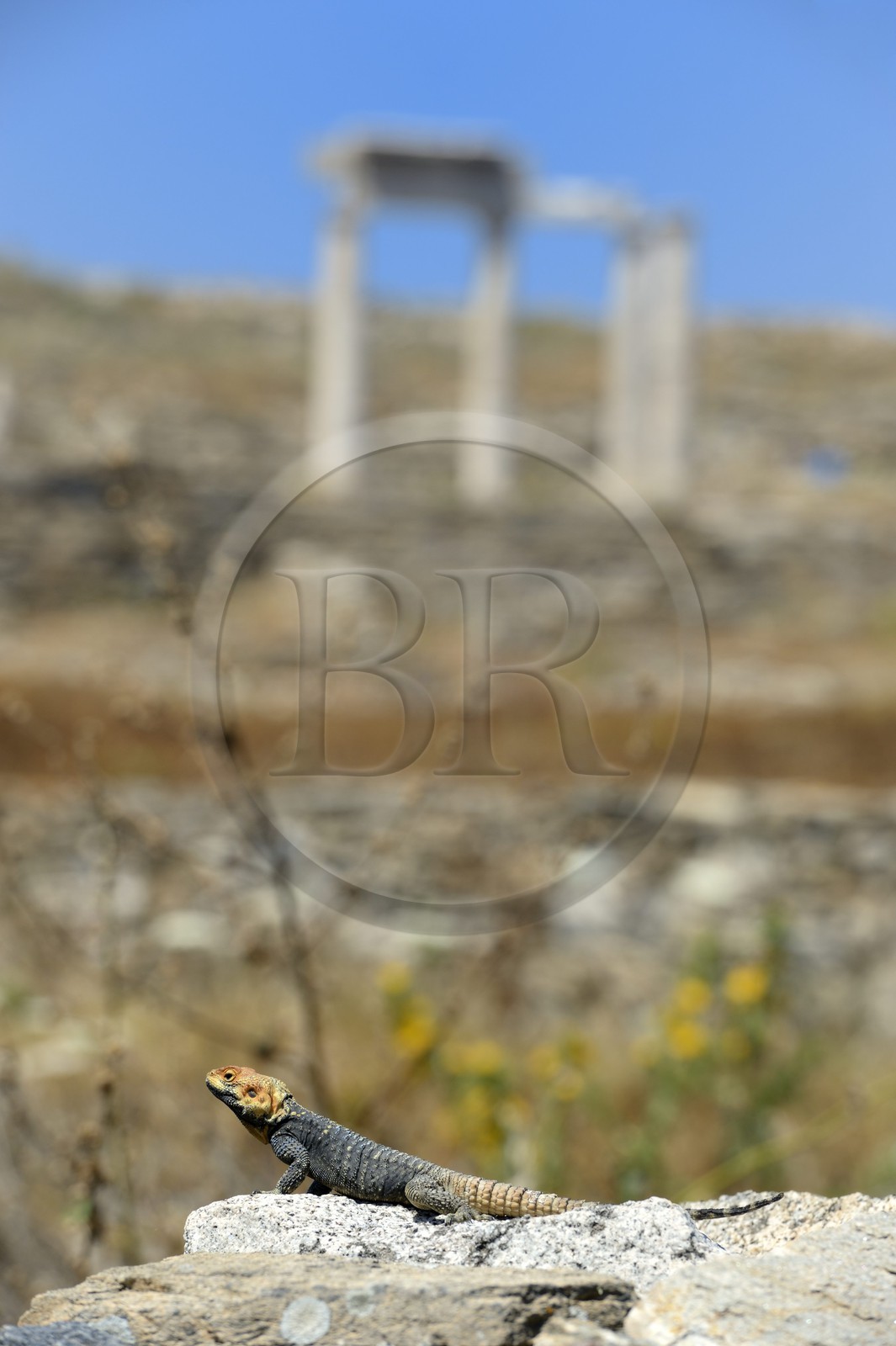 Greece, Cyclades islands, Delos, listed as World Heritage by UNESCO, the archaeological site of Delos, Apollo's Sanctuary, the most ancient city of the Aegean Sea, lizard