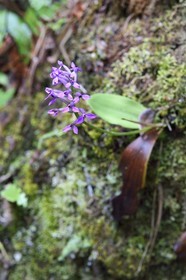 France, Ile de la Reunion, Parc National de la Réunion classé Patrimoine Mondial de l'UNESCO, La Plaine des Palmistes, forêt de Bébour, sentier de randonnée Cassé de Takamaka, orchidée sauvage