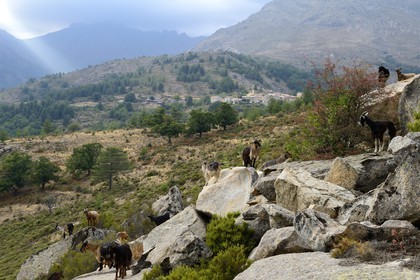 France, Haute Corse, Niolu (Niolo) region, herds of goats next to Calasima highest village in Corsica (1 095m)