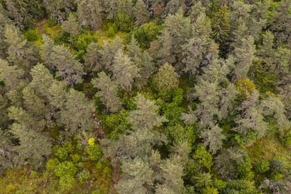 France, Cantal (15), Parc Naturel Régional des Volcans d'Auvergne, entre le bois de Chavagnac et le plateau de Chastel-sur-Murat, randonneurs sur le chemin de Saint-Jacques de Compostelle par la Via Arverna (vue aérienne)