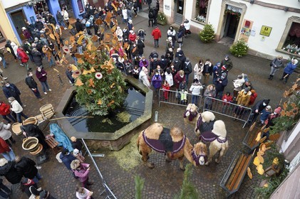France, Haut-Rhin (68), Ribeauvillé, le marché de Noël médiéval, deux dromadaires des Rois mages sur la place devant la Tour des Bouchers