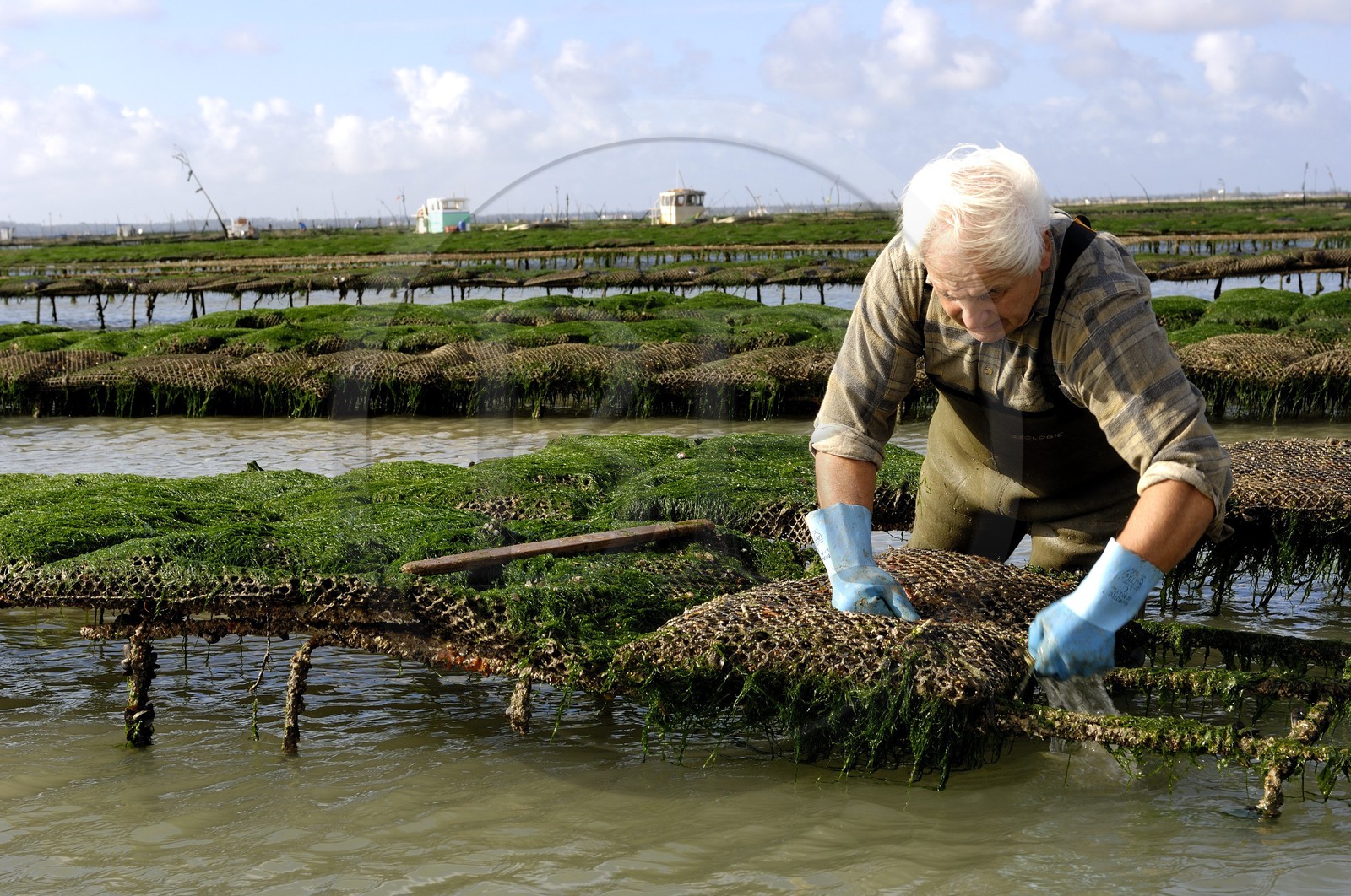 France, Charente-Maritime (17), le bassin Marrennes-Oléron au large de l'Ile d'Oléron, l'ostréiculteur André Massé dans un de ses parcs à huîtres