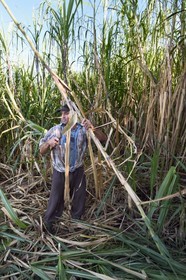 France, Ile de la Reunion, côte sud, Petite-Ile, François coupeur créole de canne à sucre dans un champ de canne à sucre