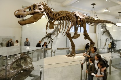Etats-Unis, New York, Manhattan, Upper West Side, Musée Américain d'Histoire Naturelle (American Museum of Natural History), section des fossiles, Tyrannosaurus Rex
