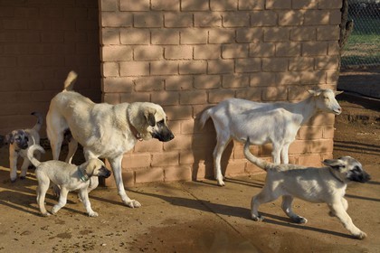Namibie, Otjiwarongo, Cheetah Conservation Fund, centre de recherche et d'éducation, le Livestock Guarding Dog Program (programme chien de garde du bétail) du CCF a été très efficace pour réduire les taux de prédation et ainsi aussi l'inclinaison des agriculteurs à piéger ou tirer sur des guépards, élevage de chien Berger d'Anatolie aussi connu sous le nom de Kangal