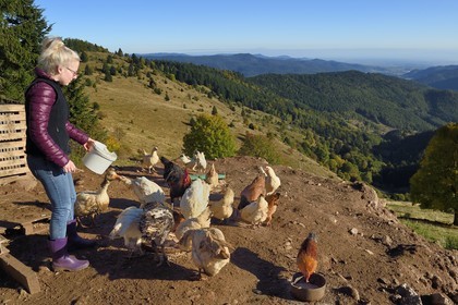 France, Haut-Rhin (68), Wasserbourg, Ferme-auberge Buchwald, Julie Wehrey nourrit ses poules et oies, en arrière plan la vallée de Wasserbourg
