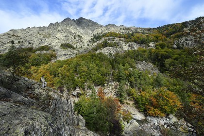 France, Haute Corse, Vivario, hiking on the GR 20, between Onda refuge and Vizzavona, Vizzavona forest, Englishmen cascades, waterfalls group in the Agnone valley under the Monte d'Oro