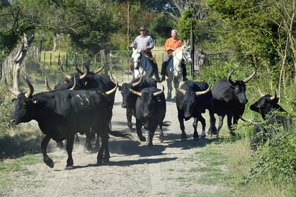 France, Bouches-du-Rhône (13), Parc naturel régional de Camargue, Mas du Menage, manade Saint Antoine (Cauzel), gardians avec les taureaux camarguais appellés Raço di Biou