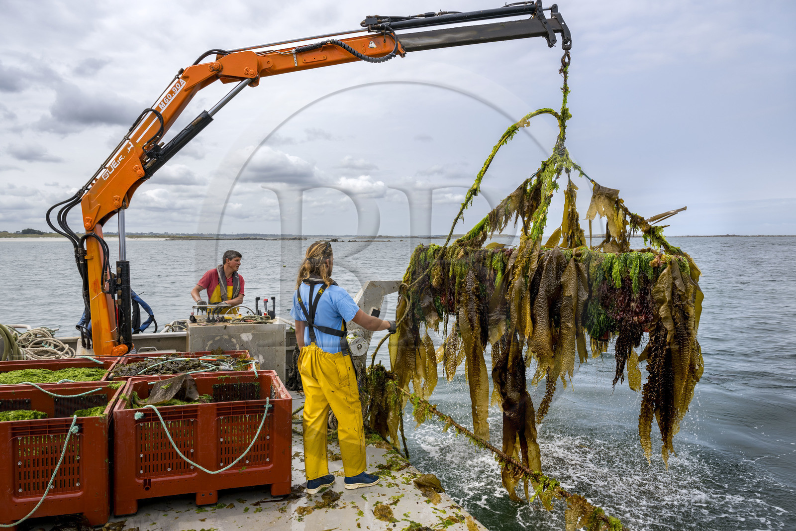 France, Finistère (29), Pays des Abers, estuaire de l'Aber Wrac'h, France haliotis élève des ormeaux en pleine mer et les nourrit exclusivement avec des algues récoltées localement à la main ici par Xavier Lesage et Gaël Douzet
