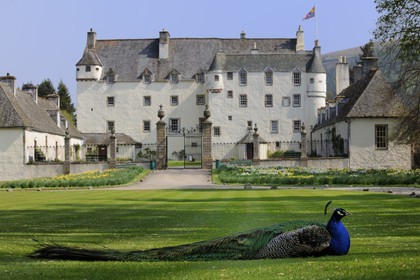 United Kingdom, Scotland, Borders, Tweed Valley, castle of Traquair House, peacock