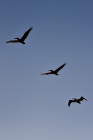 Caribbean, Dominica Island, Mero on the west coast, Brown Pelican (Pelecanus occidentalis)