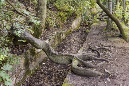 France, Gard (30), Uzès, Vallée de l’Eure, vestiges de l'aqueduc romain de plus de 52 km de longueur qui amenait l'eau de la Fontaine d'Eure au pied d'Uzès jusqu'à Nimes, racine de micocoulier de Provence